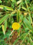 黄菊