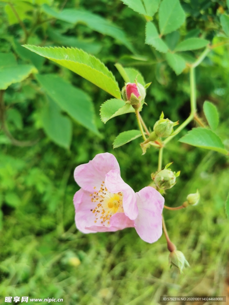 粉花