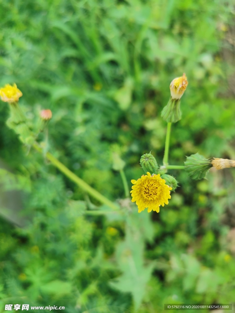 菊花