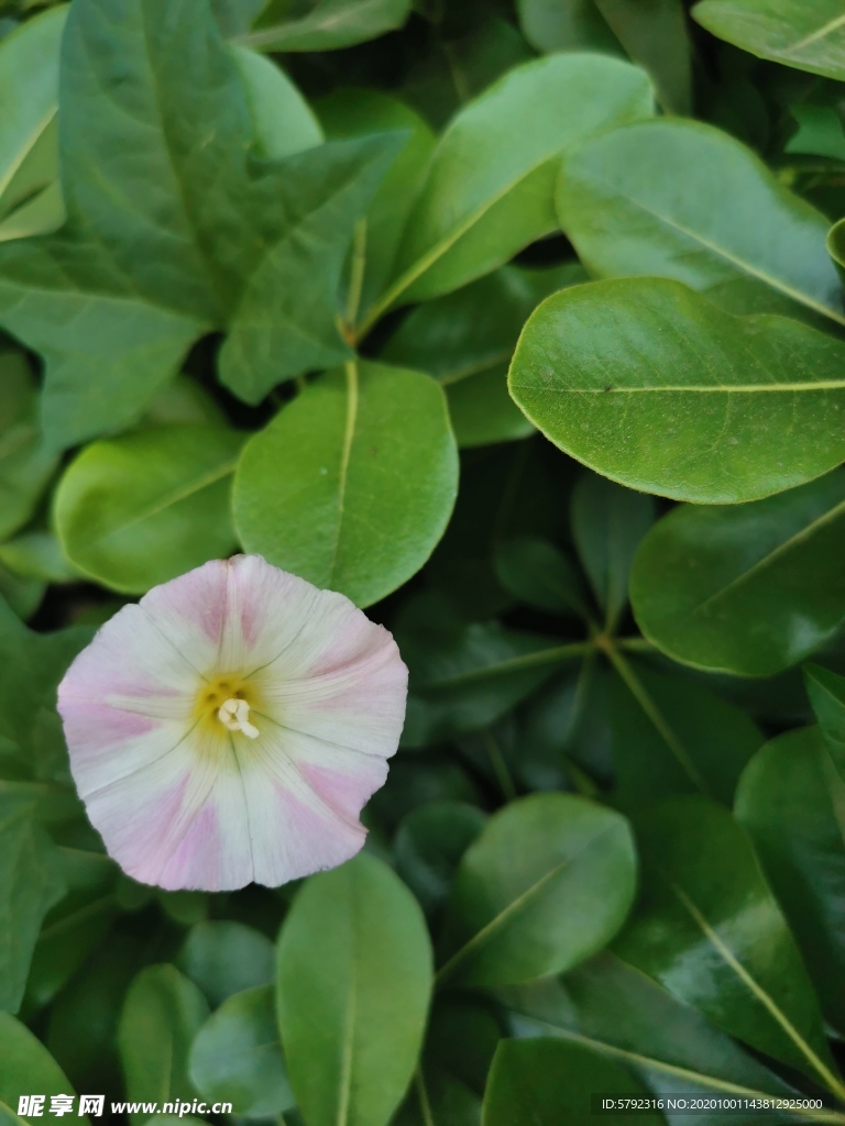 鲜花