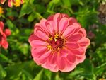 小野菊