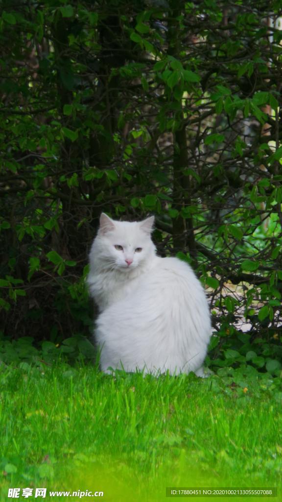 猫