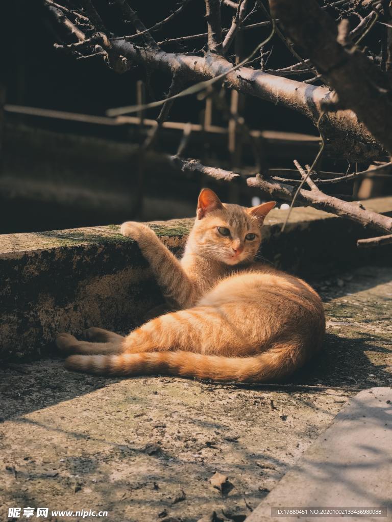 猫