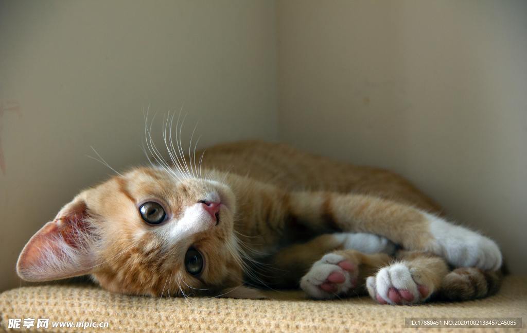 猫