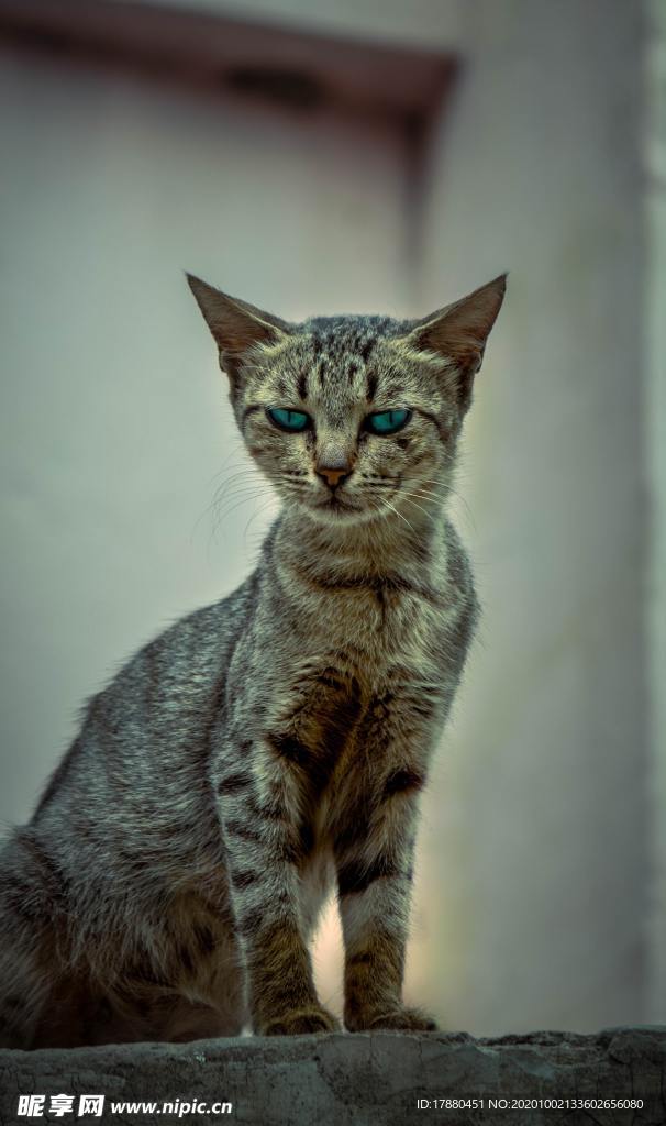 猫
