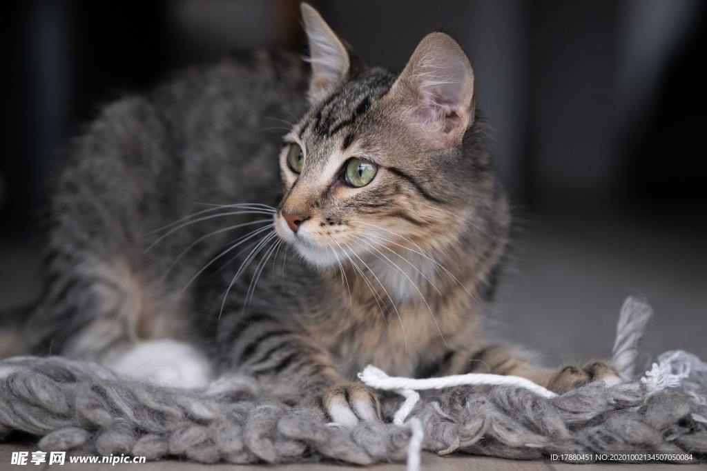 猫
