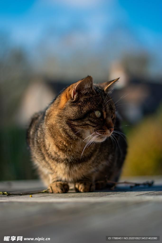 猫