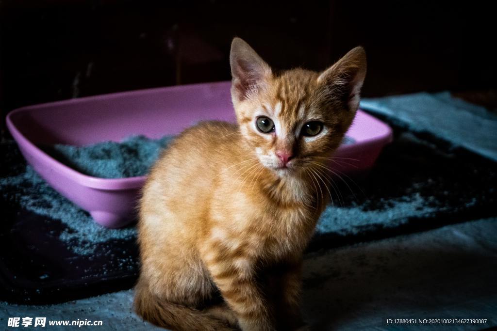 猫