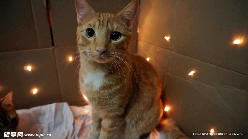 猫