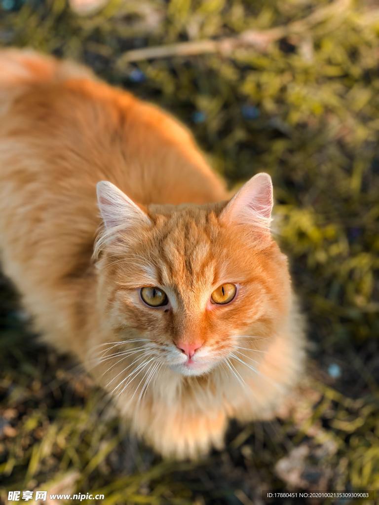 猫