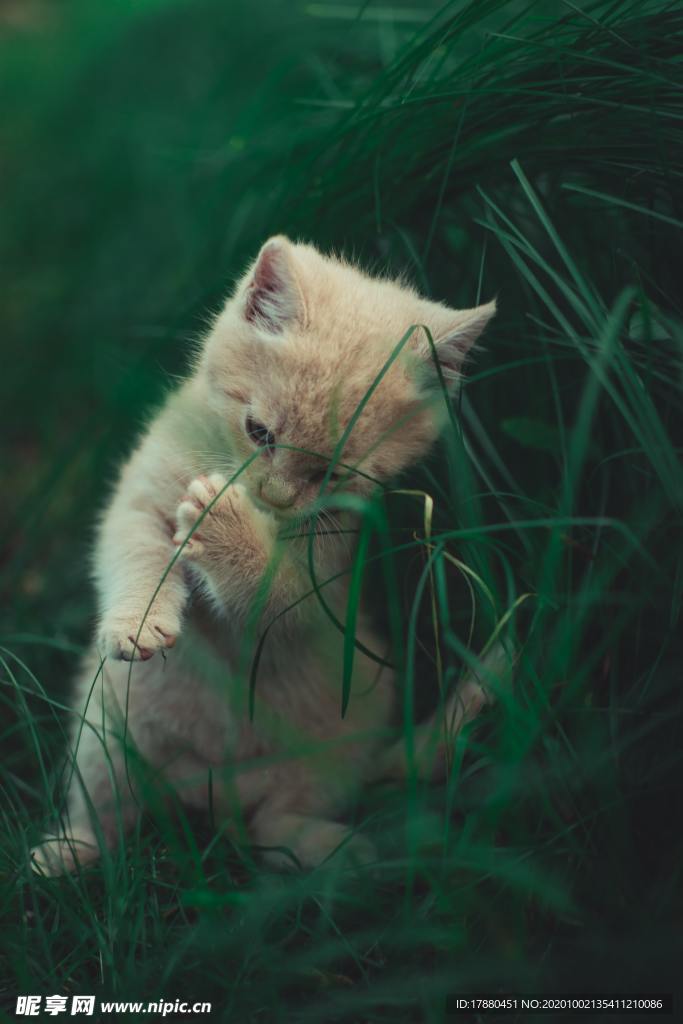 猫