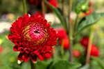 大丽花