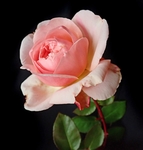 玫瑰花