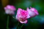 玫瑰花