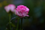 玫瑰花