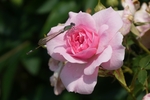 玫瑰花
