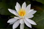 水莲花