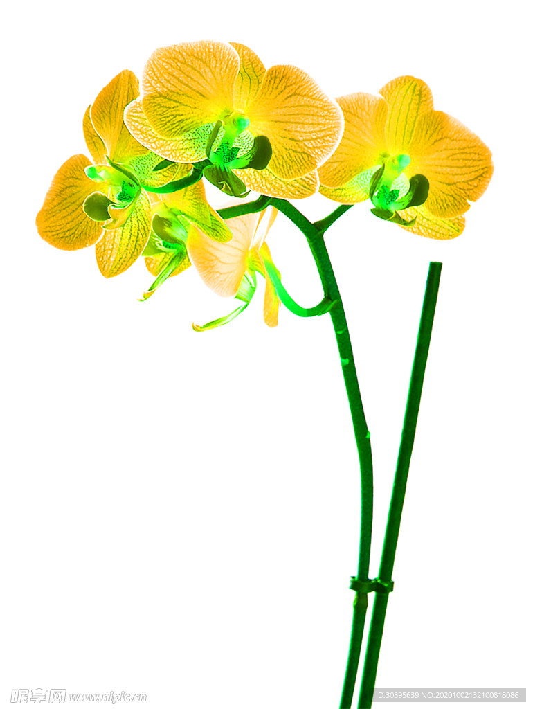 花素材
