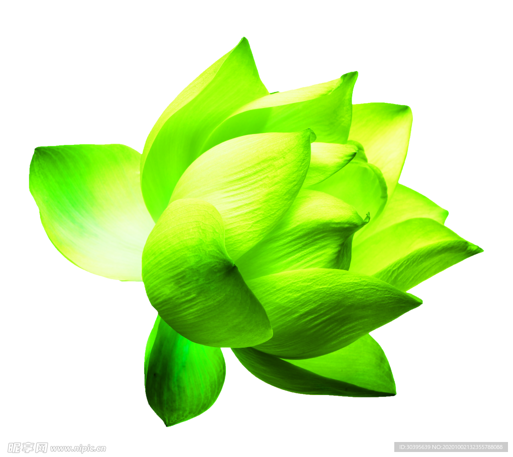 花素材