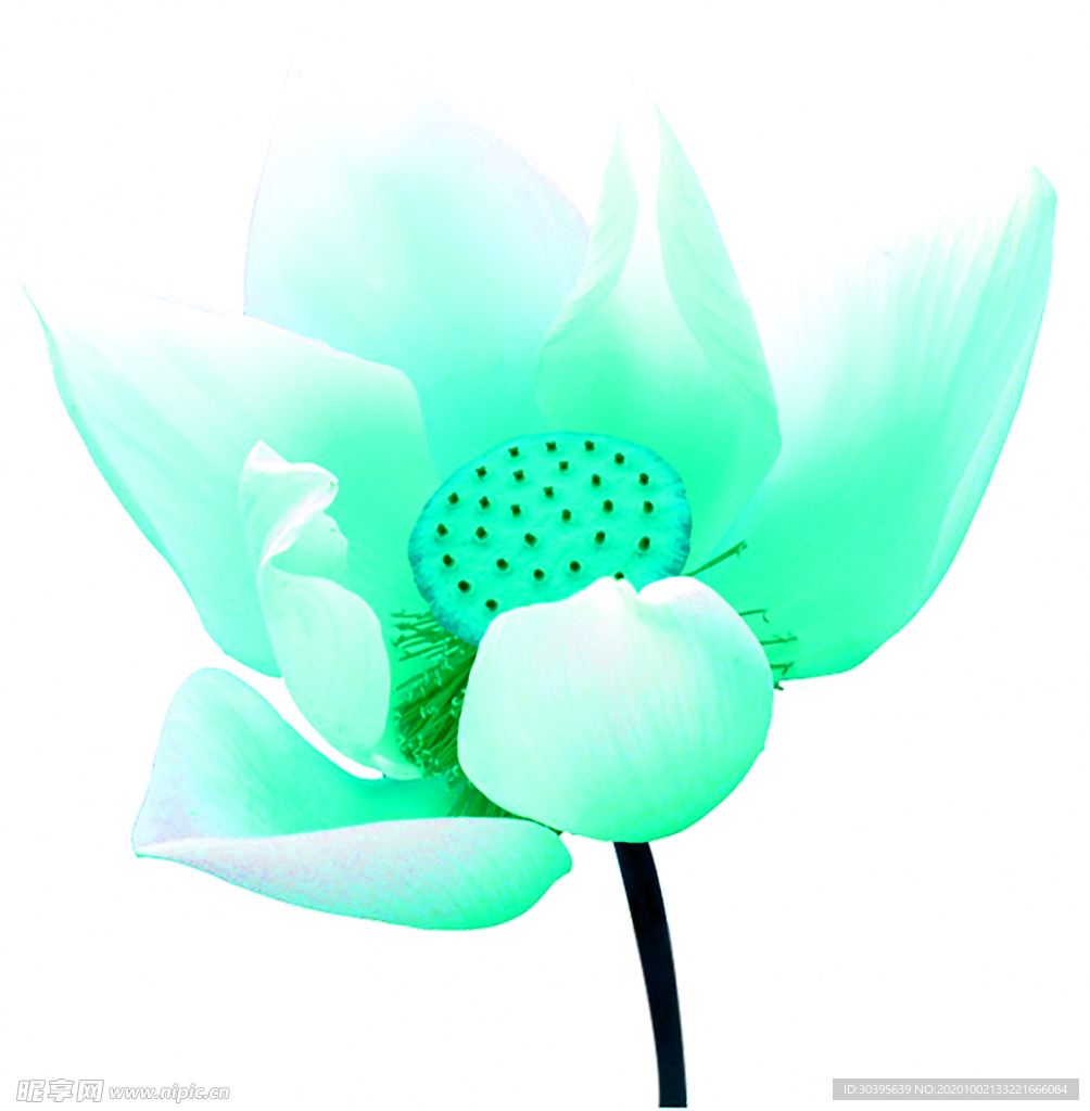 花素材