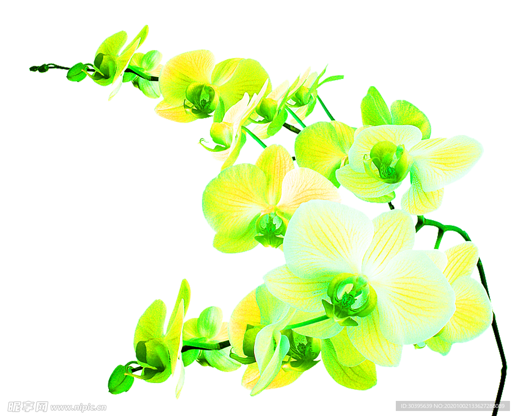 花素材