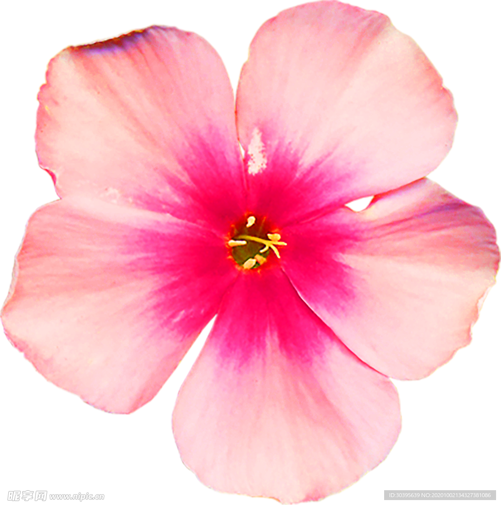 花素材