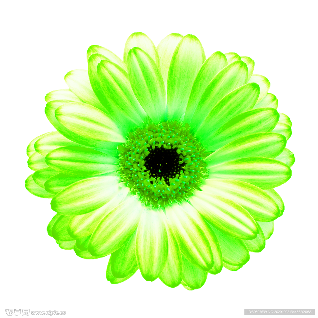花素材
