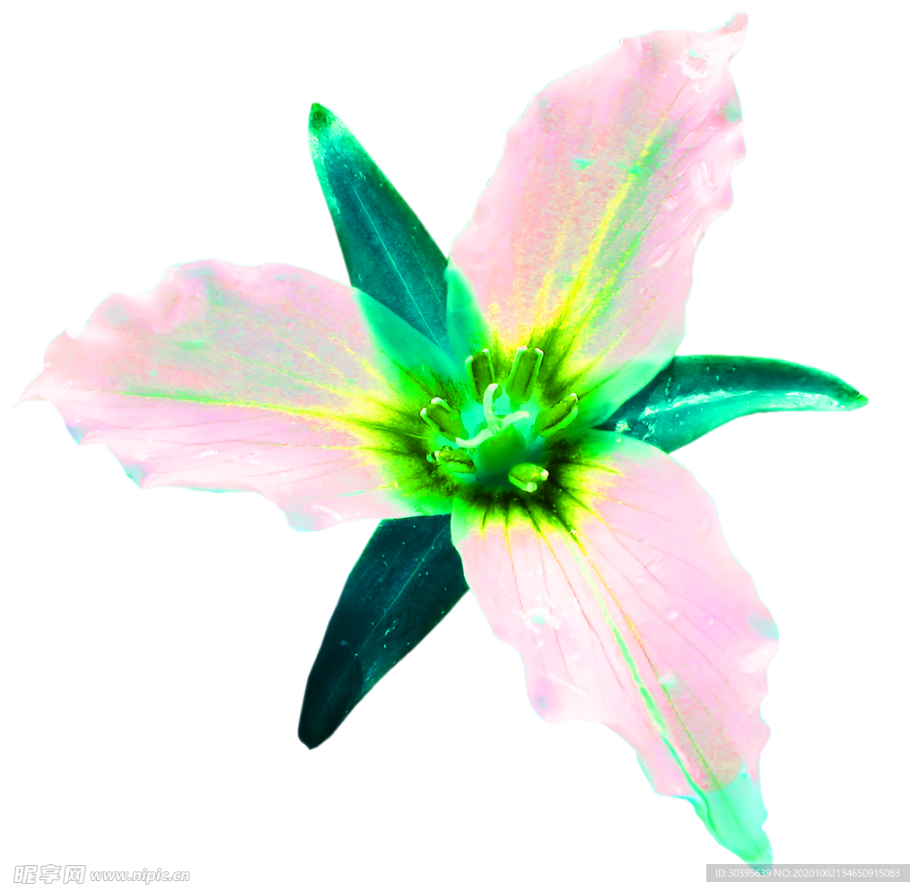 花素材