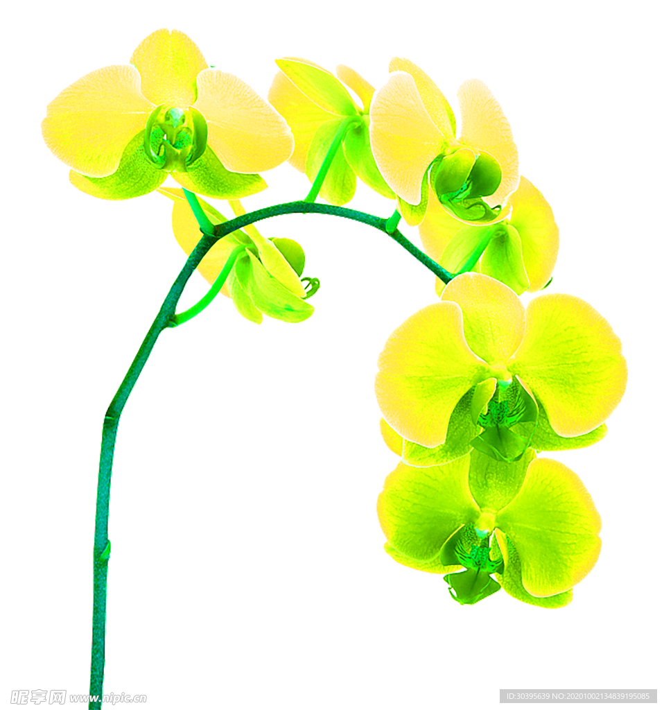 花素材