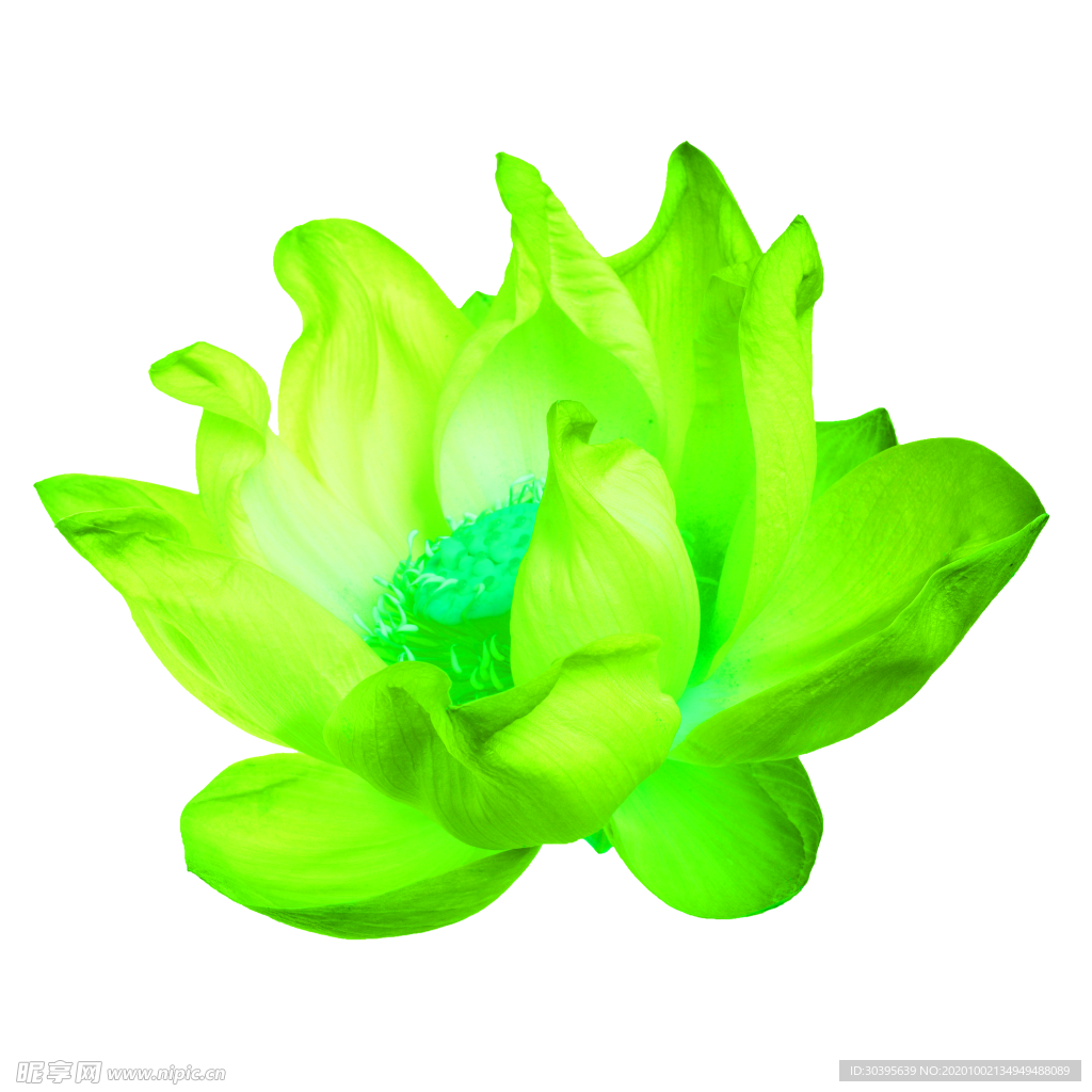 花素材