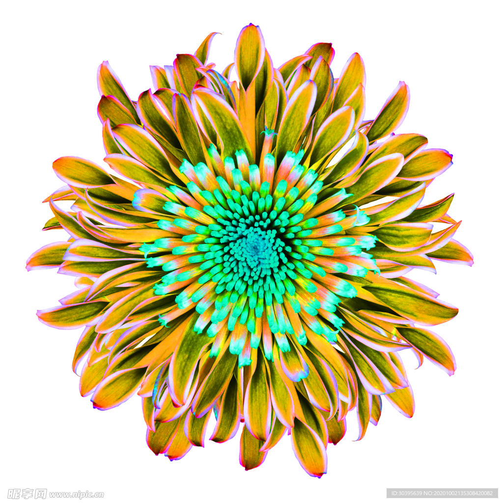 花素材