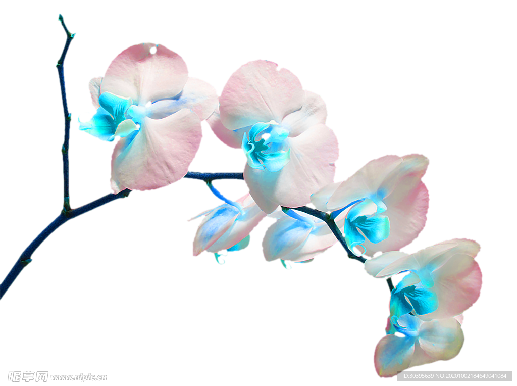 花素材