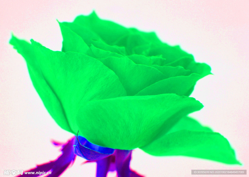花素材