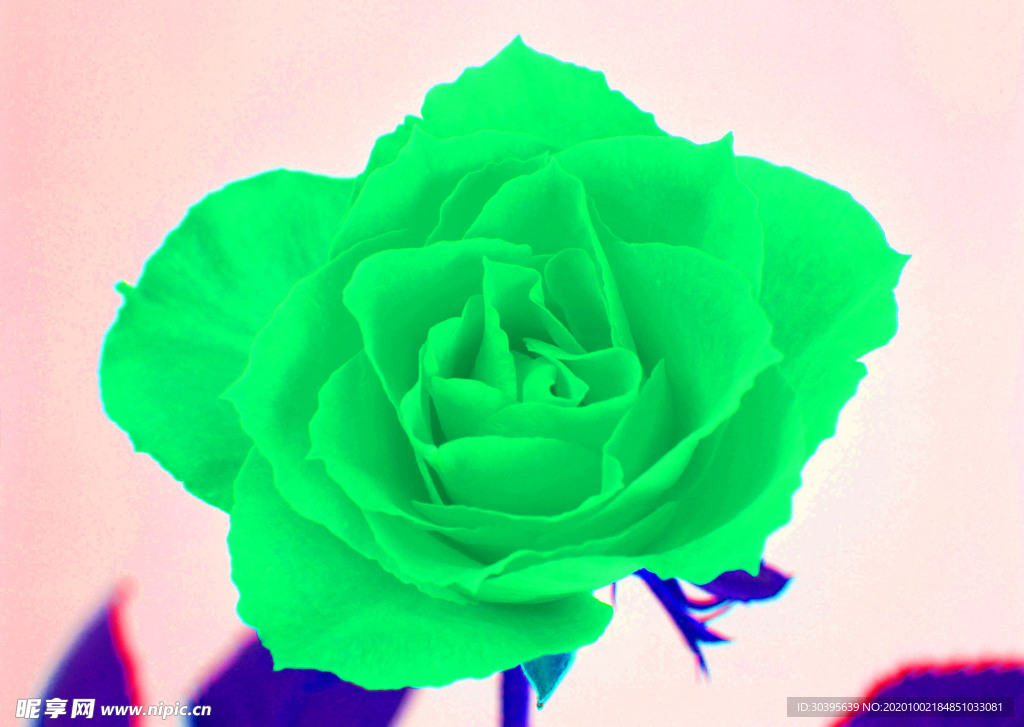 花素材