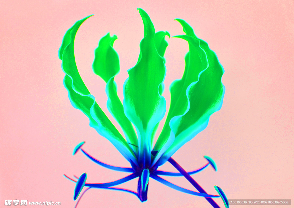 花素材