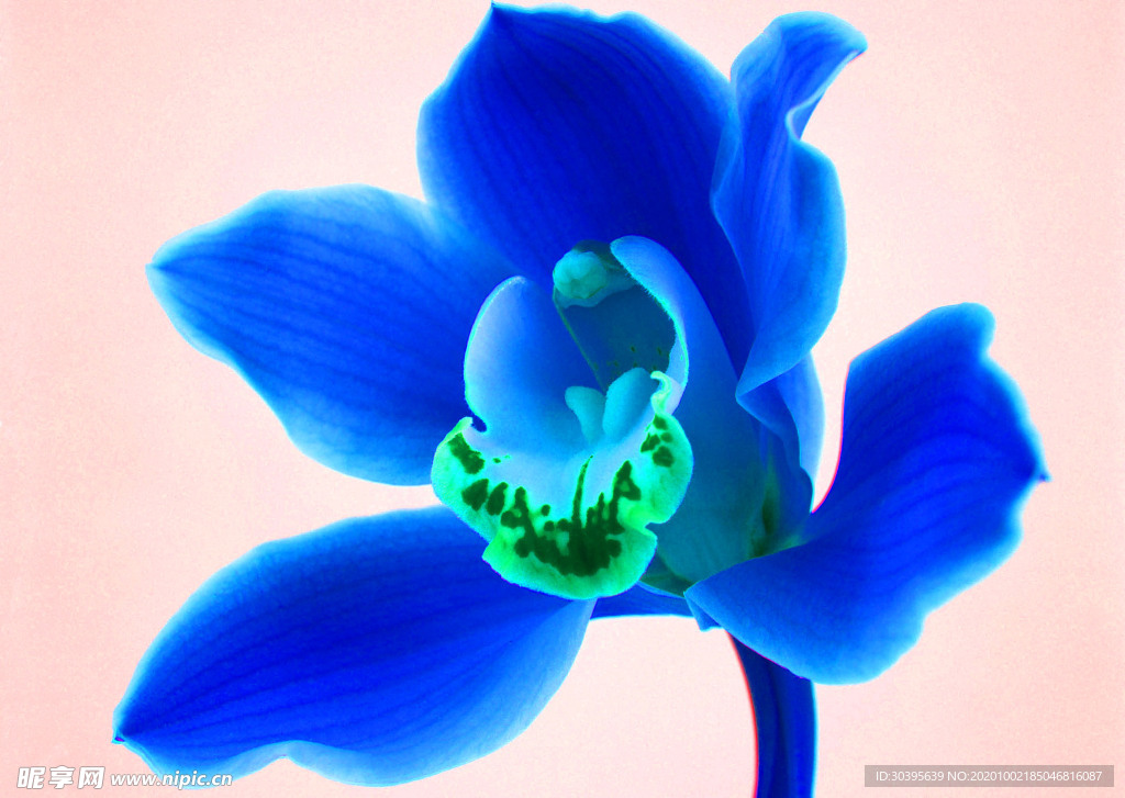 花素材