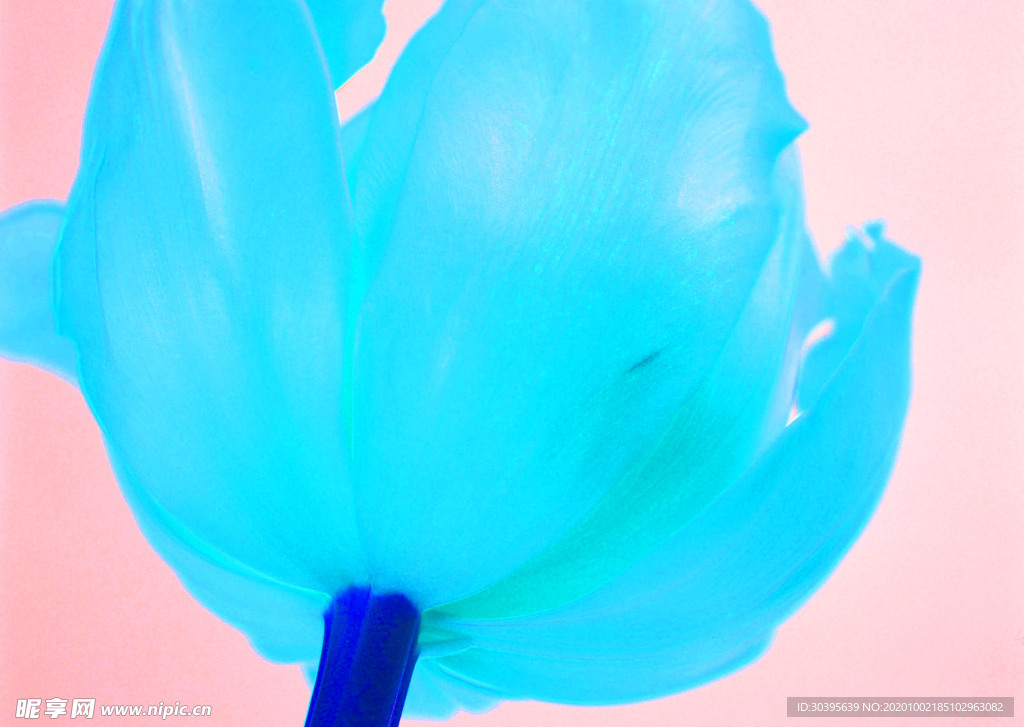 花素材