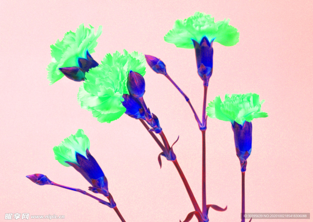 花素材