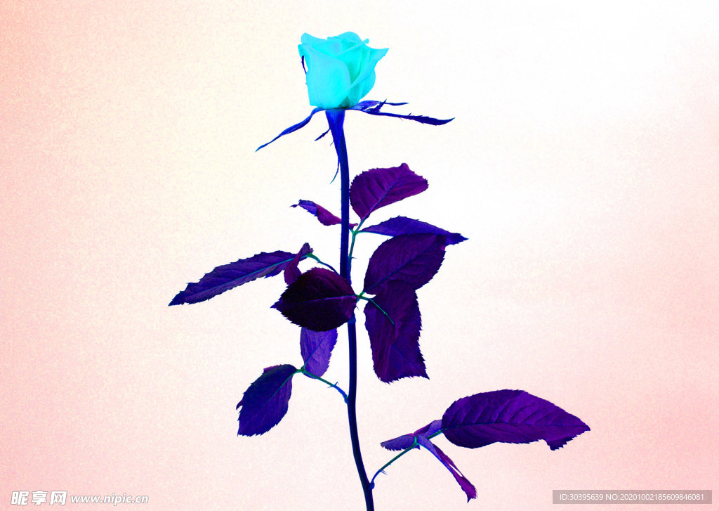 花素材