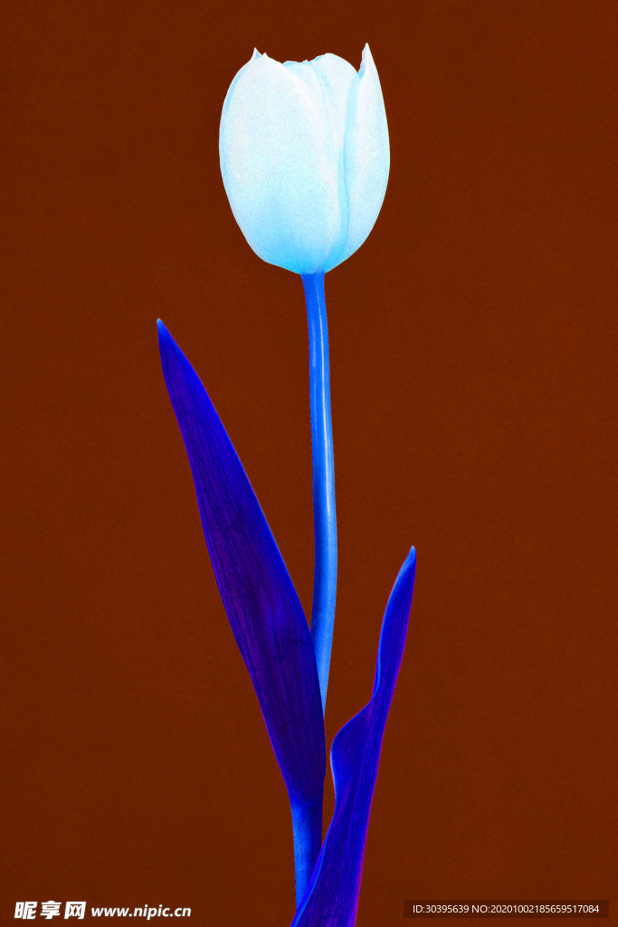 花素材