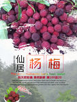 杨梅海报