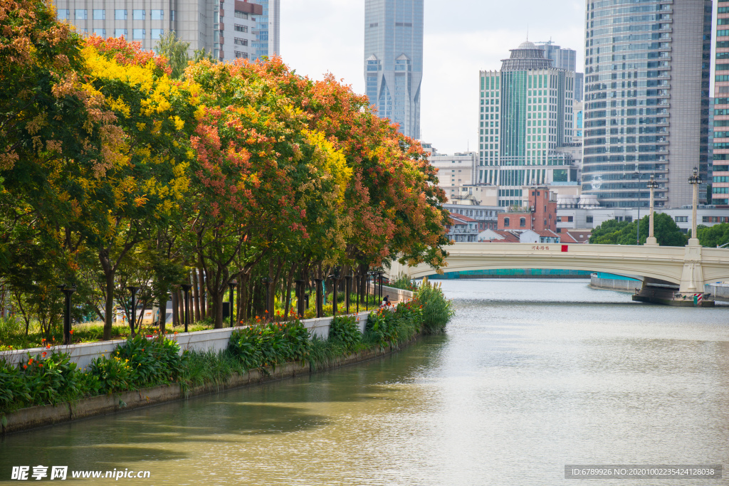 苏州河 河南路桥 栾树盛开景象