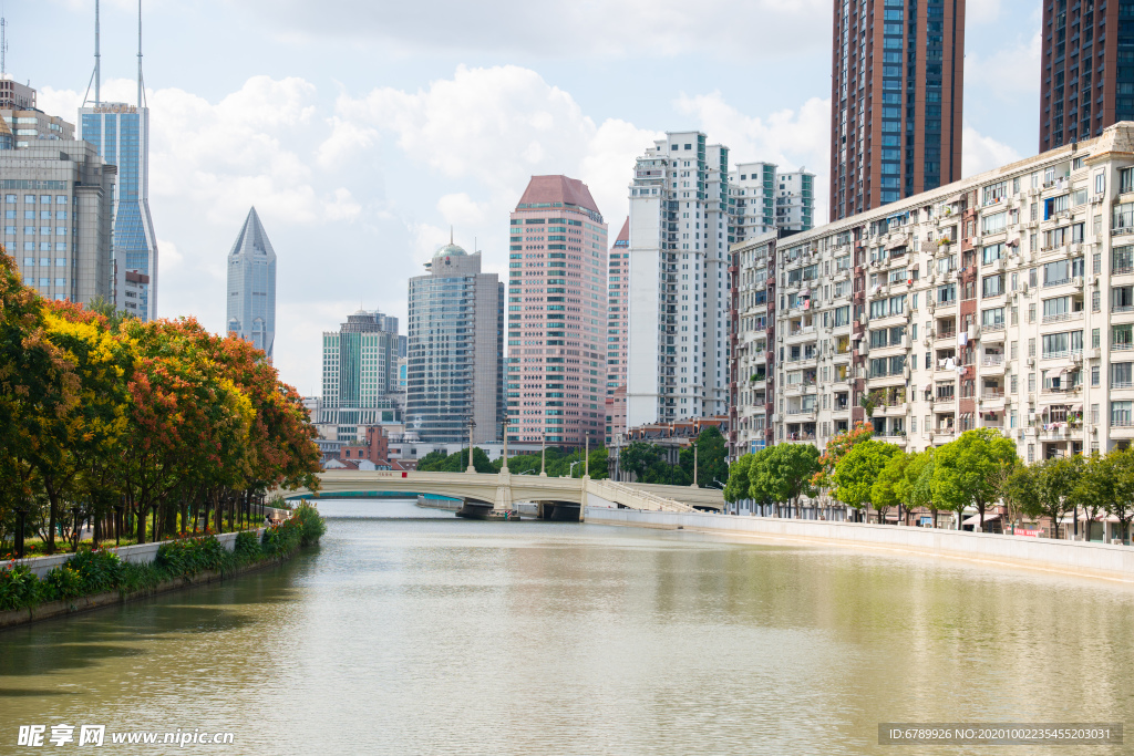 苏州河 河南路桥 栾树盛开景象