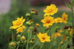 黄雏菊花图片