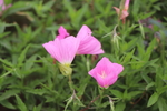 牵牛花图片
