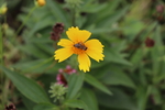 黄雏菊花图片