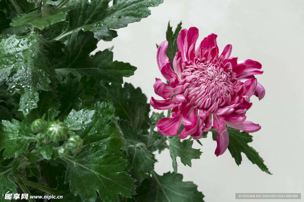 菊花