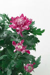 紫色菊花