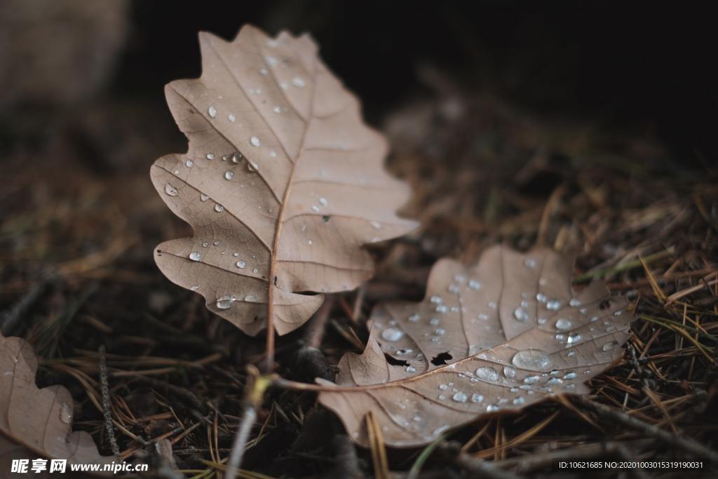 水珠水滴