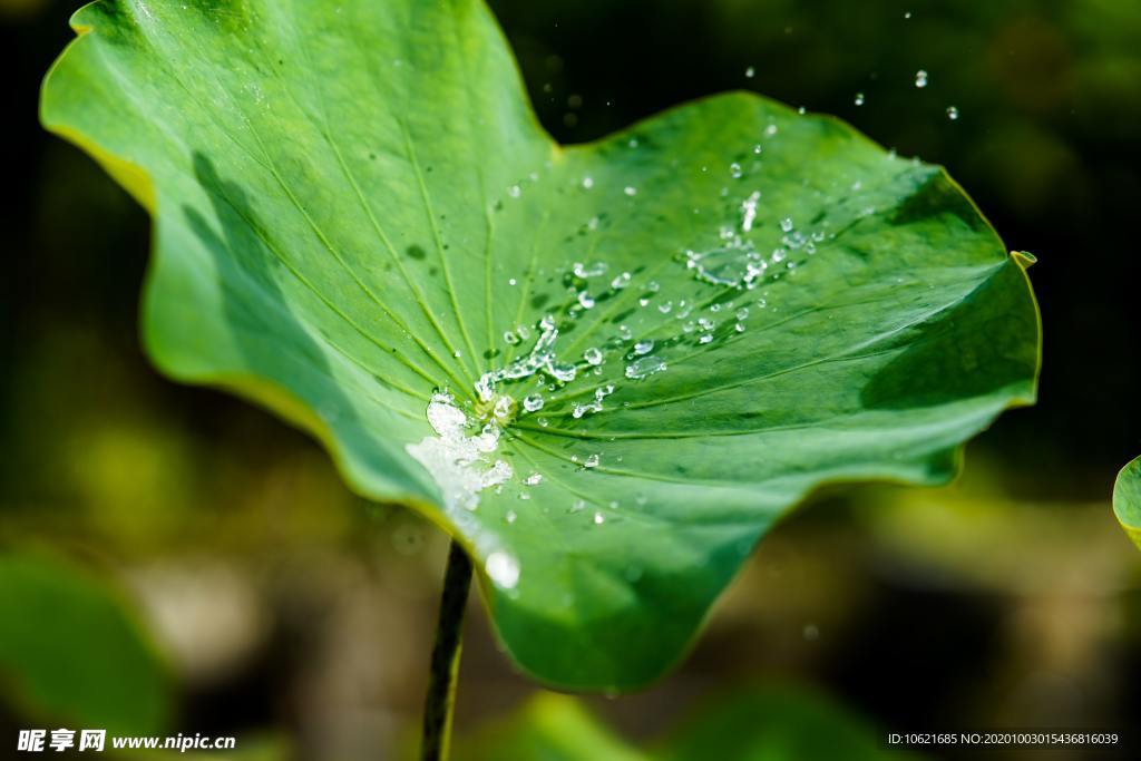 水珠水滴